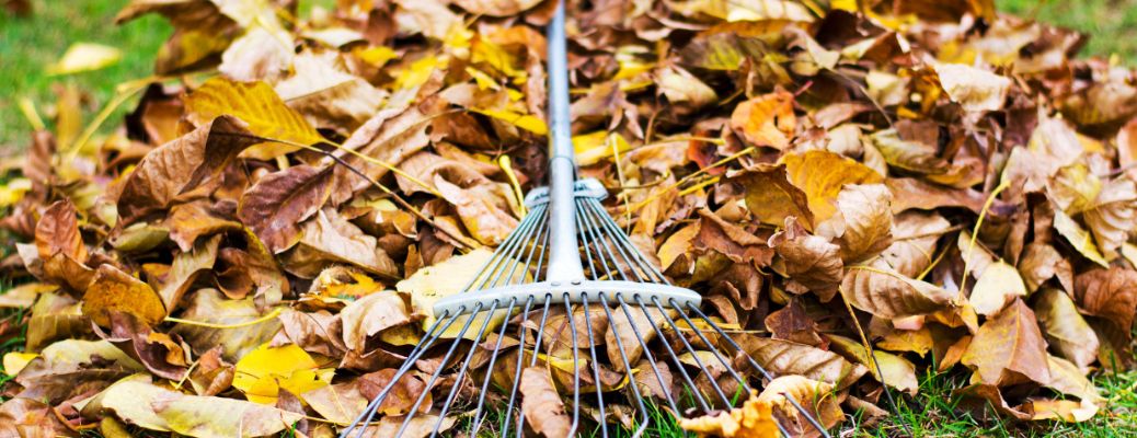 pile of fallen leaves with a rake